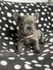 Photo №1. french bulldog - for sale in the city of Miami | 300$ | Announcement № 93433