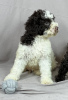 Photo №4. I will sell lagotto romagnolo in the city of Нови Сад. breeder - price - negotiated