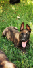 Additional photos: Dutch Shepherd puppies