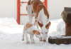 Additional photos: Podenco Ibicenco puppies.