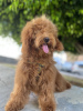 Photo №3. Poodle red Poodle. Spain