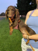 Photo №2 to announcement № 24002 for the sale of dachshund - buy in United States 