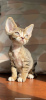 Photo №1. devon rex - for sale in the city of Штутгарт | 370$ | Announcement № 121031