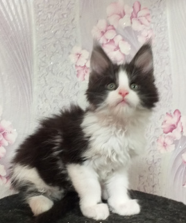 Photo №2 to announcement № 3685 for the sale of maine coon - buy in Russian Federation breeder