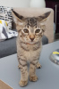 Photo №4. I will sell savannah cat in the city of Berlin. private announcement, from nursery - price - 407$