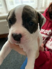 Photo №1. american bulldog - for sale in the city of Asterholma | 358$ | Announcement № 10982