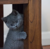 Photo №1. british shorthair - for sale in the city of Гамбург | 423$ | Announcement № 101759