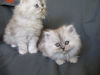 Photo №3. Pure Persian breed kittens for sale.. United Kingdom