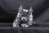Photo №1. maine coon - for sale in the city of Снежинск | negotiated | Announcement № 11489
