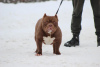 Photo №1. american bully - for sale in the city of Vitebsk | 1374$ | Announcement № 82232