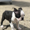 Photo №1. boston terrier - for sale in the city of Дельбрюк | 412$ | Announcement № 123263