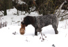 Photo №3. German Wirehaired Pointer ZKwP FCI female. Poland