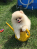 Photo №4. I will sell pomeranian in the city of Minsk.  - price - 340$