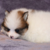 Photo №2 to announcement № 45729 for the sale of pomeranian - buy in Brazil private announcement