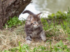Photo №1. maine coon - for sale in the city of Gomel | negotiated | Announcement № 10932