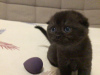 Photo №3. Scottish fold. Russian Federation