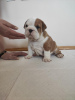 Photo №2 to announcement № 80774 for the sale of english bulldog - buy in Serbia breeder