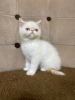 Photo №2 to announcement № 127681 for the sale of exotic shorthair - buy in Belgium private announcement, breeder