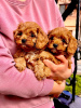 Photo №1. cavalier king charles spaniel - for sale in the city of Zrenjanin | negotiated | Announcement № 103851