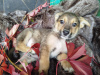 Photo №4. I will sell non-pedigree dogs in the city of Москва. from the shelter - price - Is free