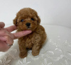 Photo №1. poodle (toy) - for sale in the city of Эспоо | negotiated | Announcement № 127399