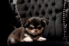 Photo №1. chihuahua - for sale in the city of Grudziądz | 2642$ | Announcement № 125684