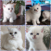 Photo №1. british shorthair - for sale in the city of Ангарск | negotiated | Announcement № 7628