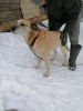 Photo №3. Nelson is looking for a home!. Russian Federation