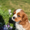 Photo №2 to announcement № 99131 for the sale of cavalier king charles spaniel - buy in Norway private announcement