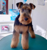 Photo №2 to announcement № 109368 for the sale of welsh terrier - buy in Serbia breeder