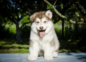 Additional photos: Colored puppies of Alaskan Malamute