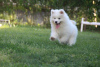 Additional photos: Samoyed puppies