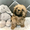 Photo №1. shih tzu - for sale in the city of Montreal | 500$ | Announcement № 103642