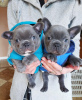 Photo №1. french bulldog - for sale in the city of Würzburg | 338$ | Announcement № 111704