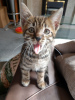 Photo №1. bengal cat - for sale in the city of Гронинген | 370$ | Announcement № 115069