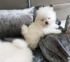 Photo №4. I will sell pomeranian in the city of Haarlemmerliede. private announcement - price - 423$