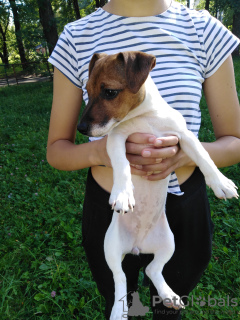 Additional photos: Jack russell terrier (girl) is looking for parents. Completely ready to move!