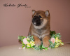 Photo №2 to announcement № 10349 for the sale of shiba inu - buy in Russian Federation from nursery