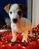 Additional photos: Jack Russell Terrier puppies