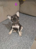 Photo №1. french bulldog - for sale in the city of Werbass | negotiated | Announcement № 117918