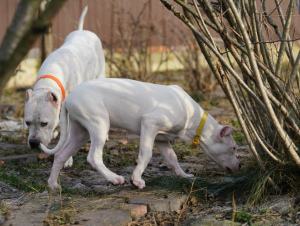 Photo №2 to announcement № 4036 for the sale of dogo argentino - buy in Russian Federation from nursery