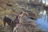 Additional photos: Czechoslovakian Wolfdog puppies