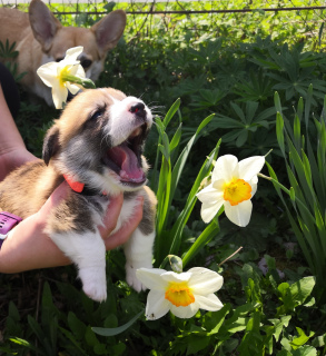Photo №2 to announcement № 2157 for the sale of welsh corgi - buy in Russian Federation 