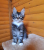 Photo №4. I will sell maine coon in the city of Kharkov.  - price - 477$