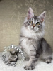 Photo №2 to announcement № 90964 for the sale of maine coon - buy in Russian Federation from nursery