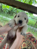 Photo №3. Golden Retriever Puppy. Russian Federation