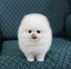 Photo №1. pomeranian - for sale in the city of Дрезден | 380$ | Announcement № 119501