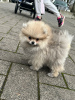 Photo №3. Pomeranian mini. Germany