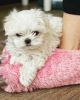 Photo №4. I will sell maltese dog in the city of Helsinki.  - price - 300$