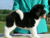 Photo №1. akita - for sale in the city of Schuby | 264$ | Announcement № 119056